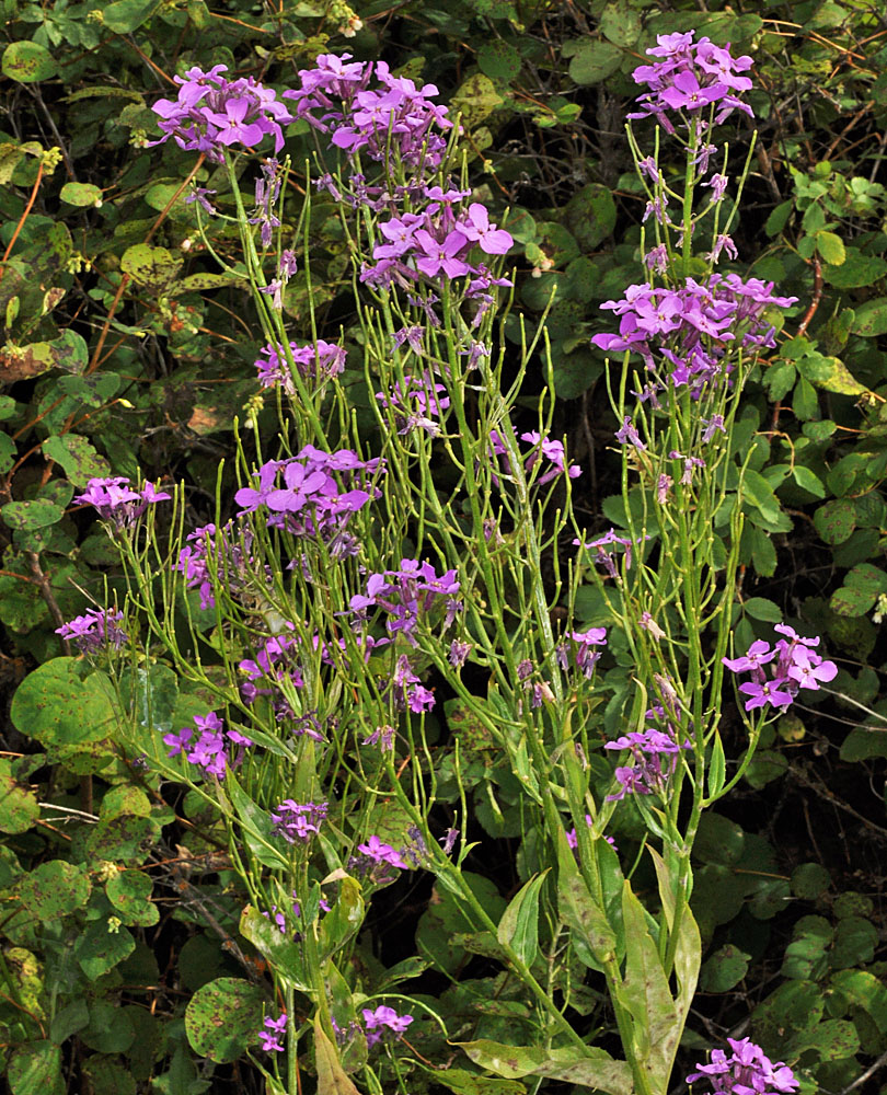 Flora of Eastern Washington Image: Hesperis matronalis