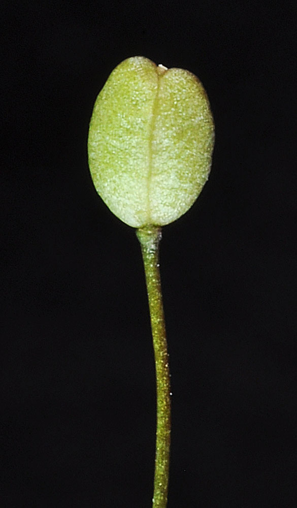 Flora of Eastern Washington Image: Hornungia procumbens