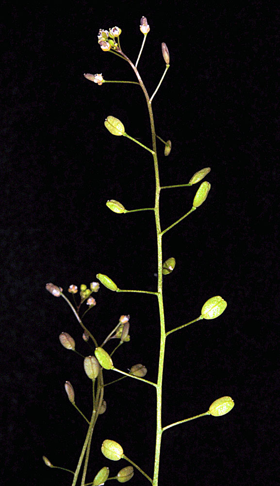 Flora of Eastern Washington Image: Hornungia procumbens