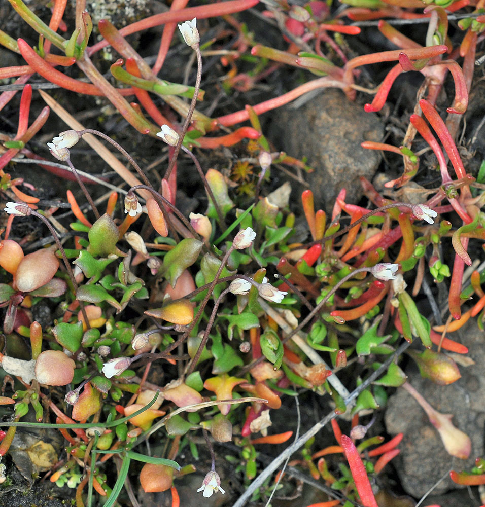 Flora of Eastern Washington Image: Idahoa scapigera