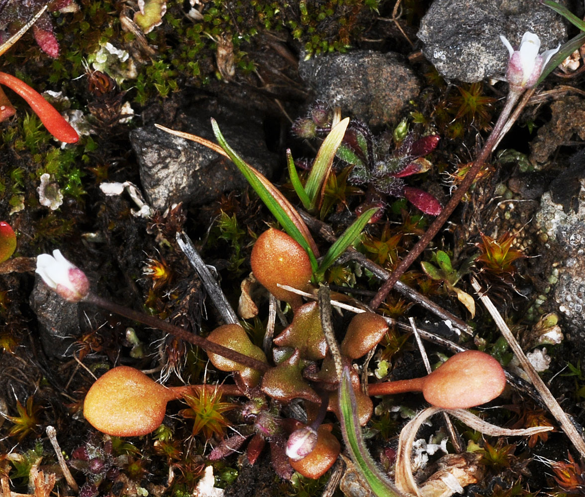 Flora of Eastern Washington Image: Idahoa scapigera