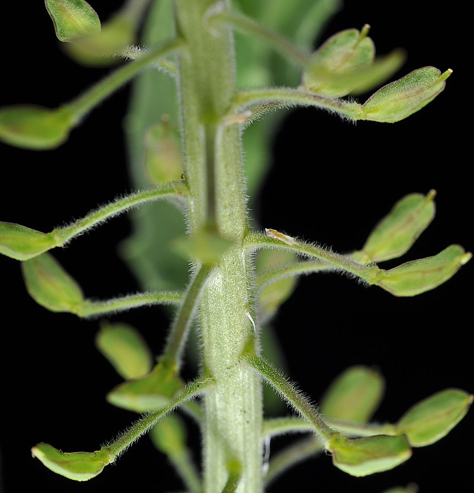 Flora of Eastern Washington Image: Lepidium campestre