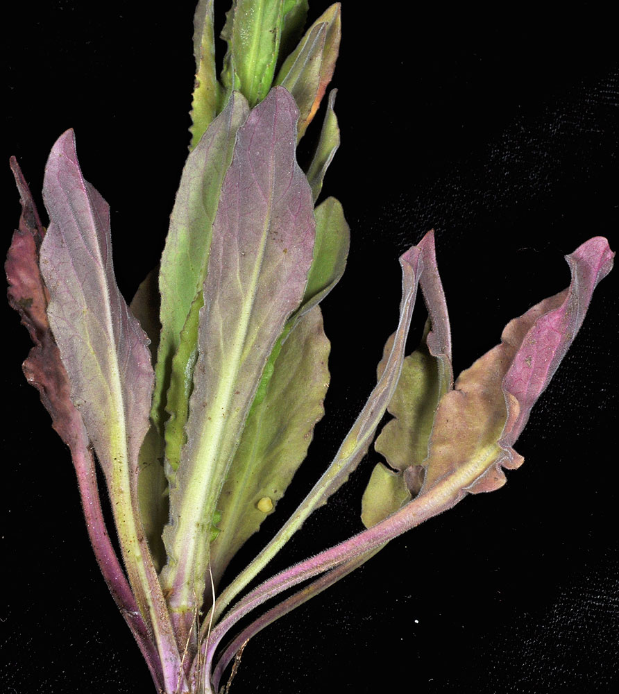 Flora of Eastern Washington Image: Lepidium campestre
