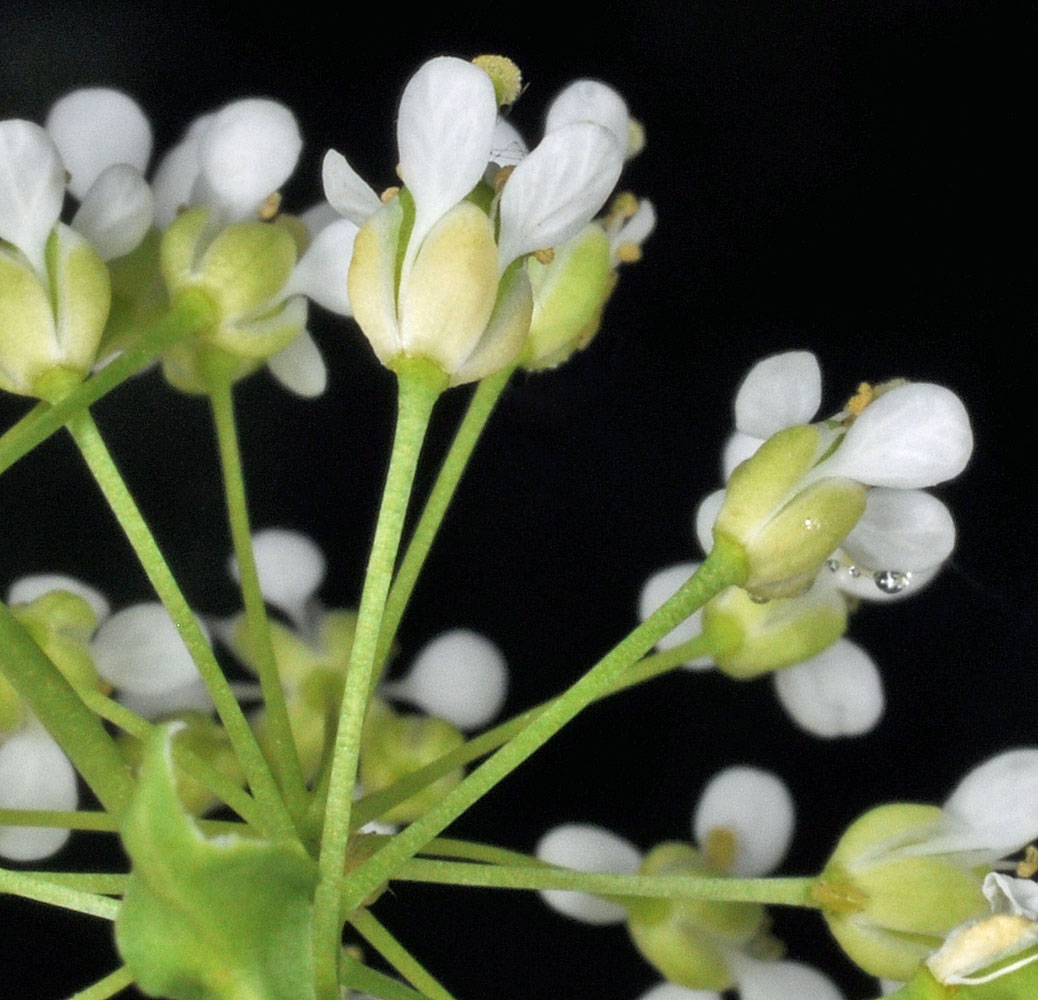 Flora of Eastern Washington Image: Lepidium chalepense