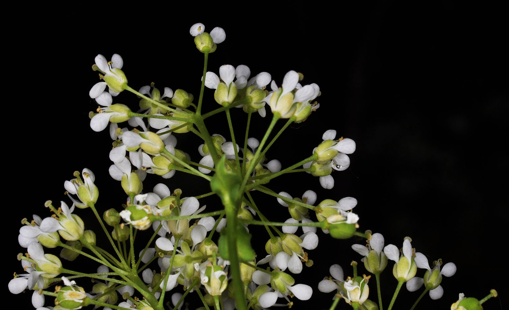 Flora of Eastern Washington Image: Lepidium chalepense