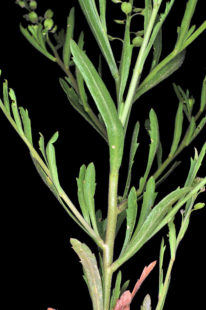 Flora of Eastern Washington Image: Lepidium densiflorum