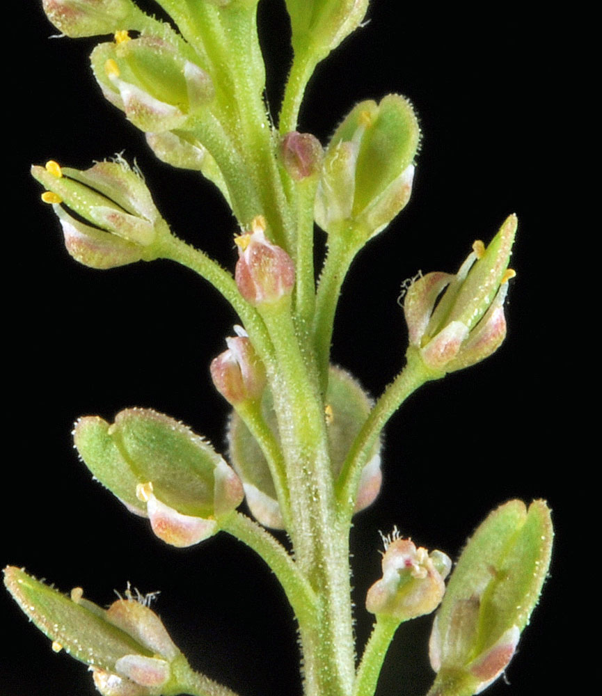 Flora of Eastern Washington Image: Lepidium densiflorum