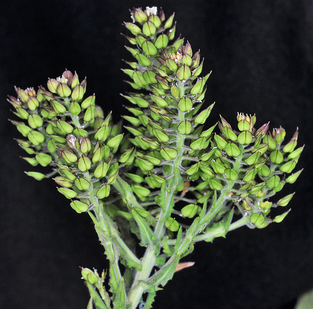 Flora of Eastern Washington Image: Lepidium heterophyllum