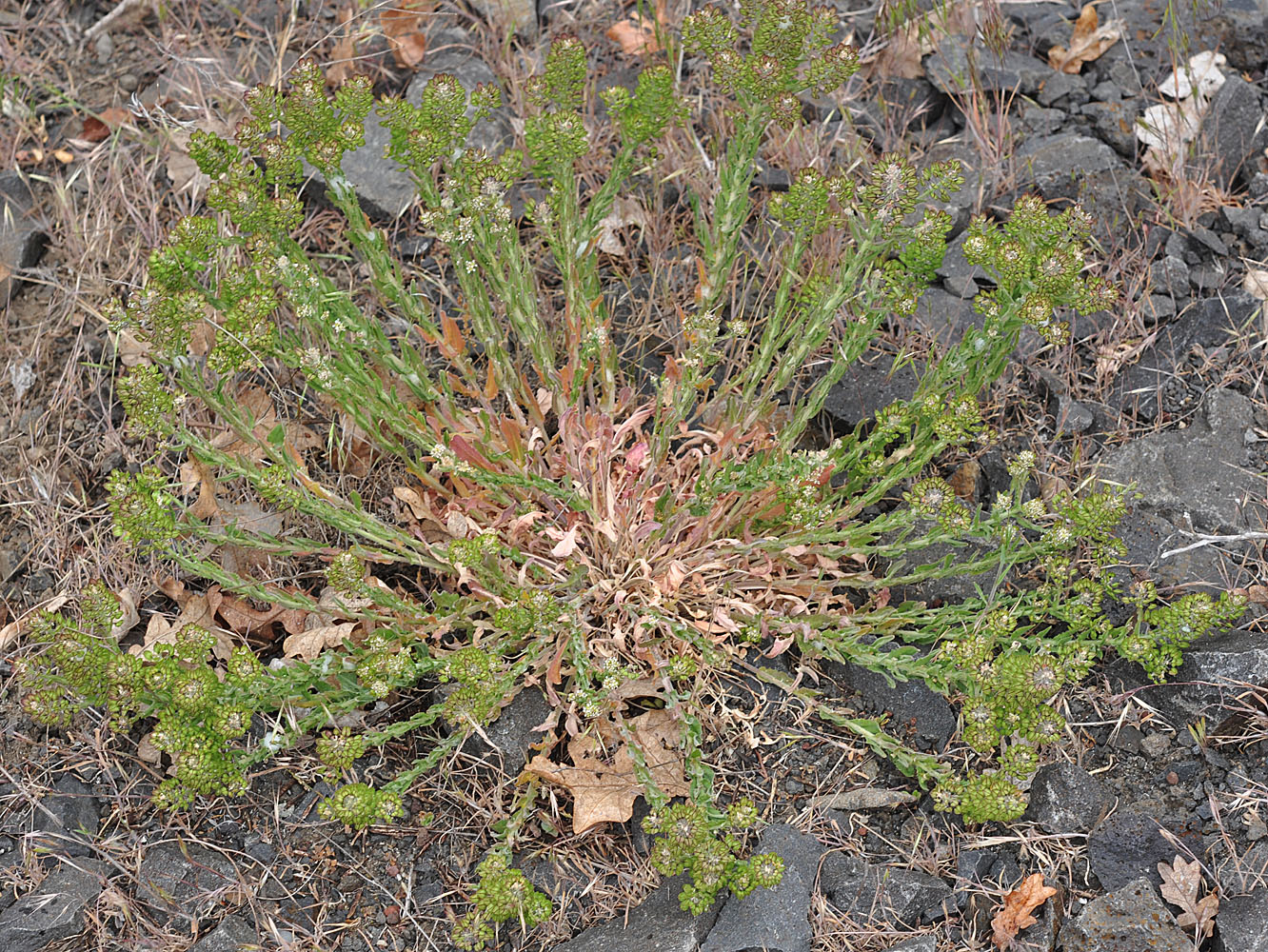 Flora of Eastern Washington Image: Lepidium heterophyllum