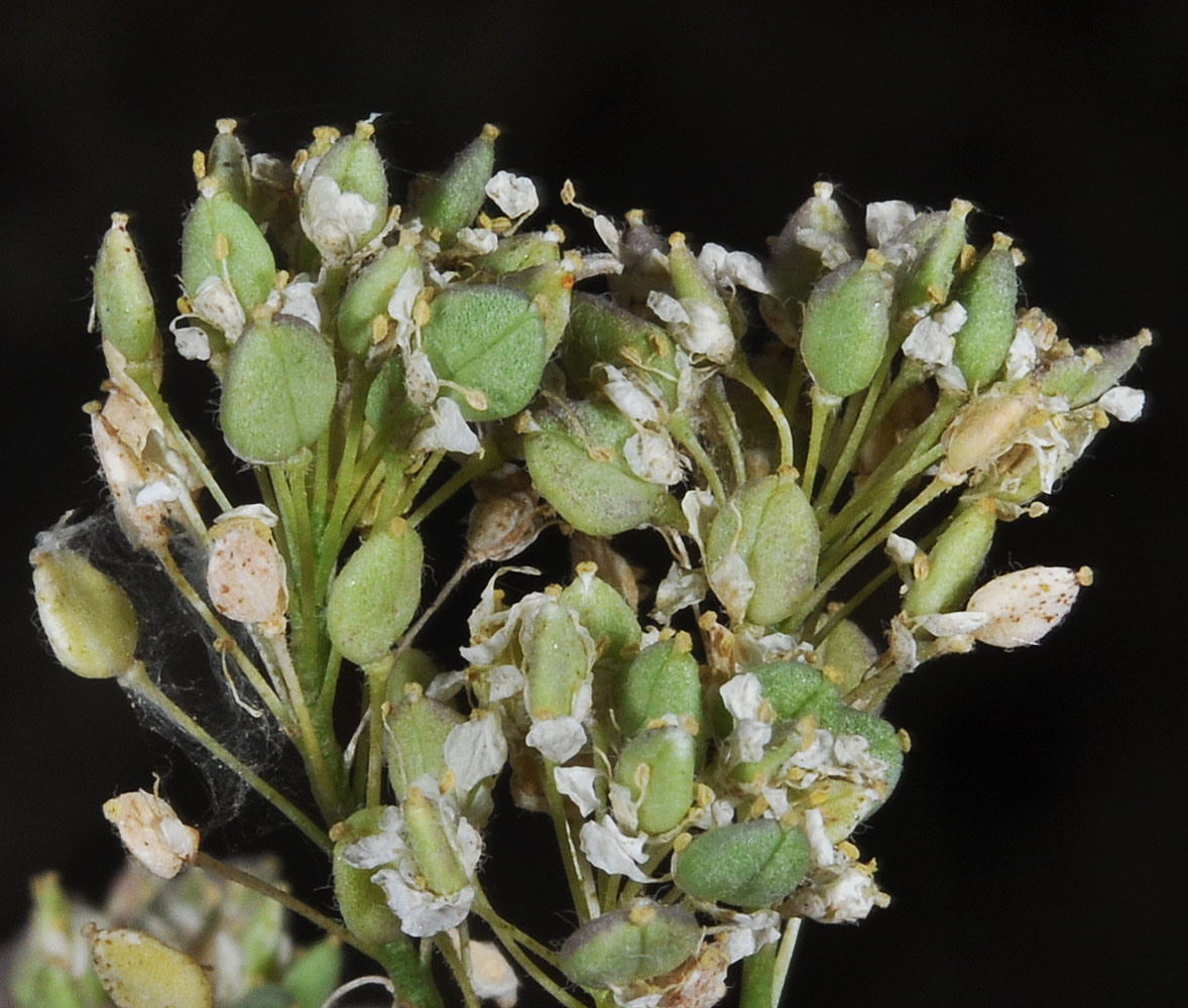 Flora of Eastern Washington Image: Lepidium latifolium
