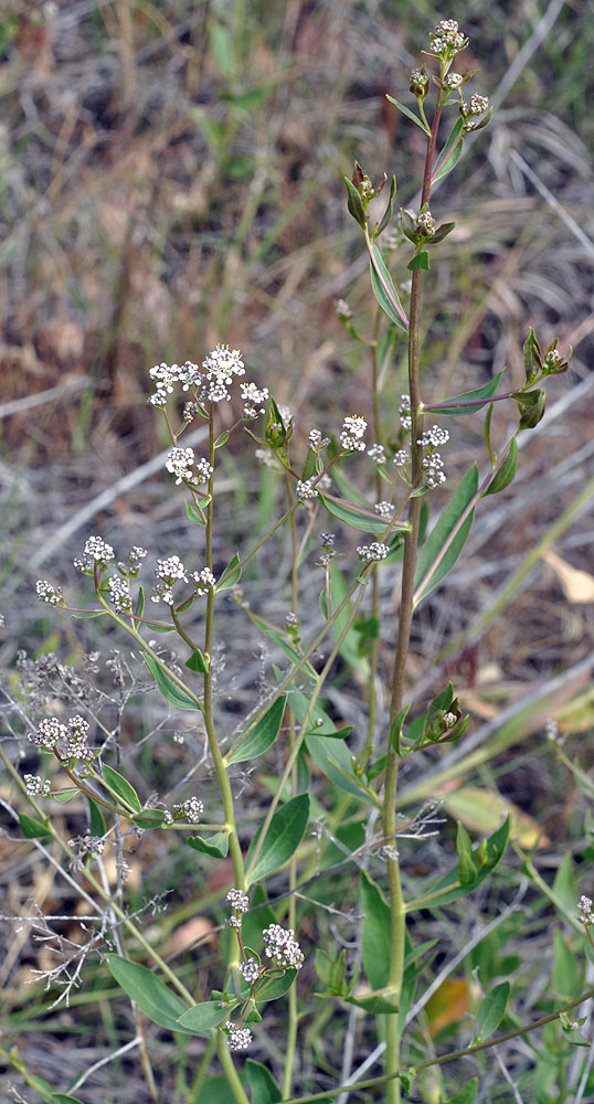 Flora of Eastern Washington Image: Lepidium latifolium