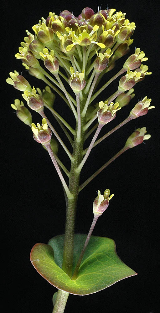 Flora of Eastern Washington Image: Lepidium perfoliatum