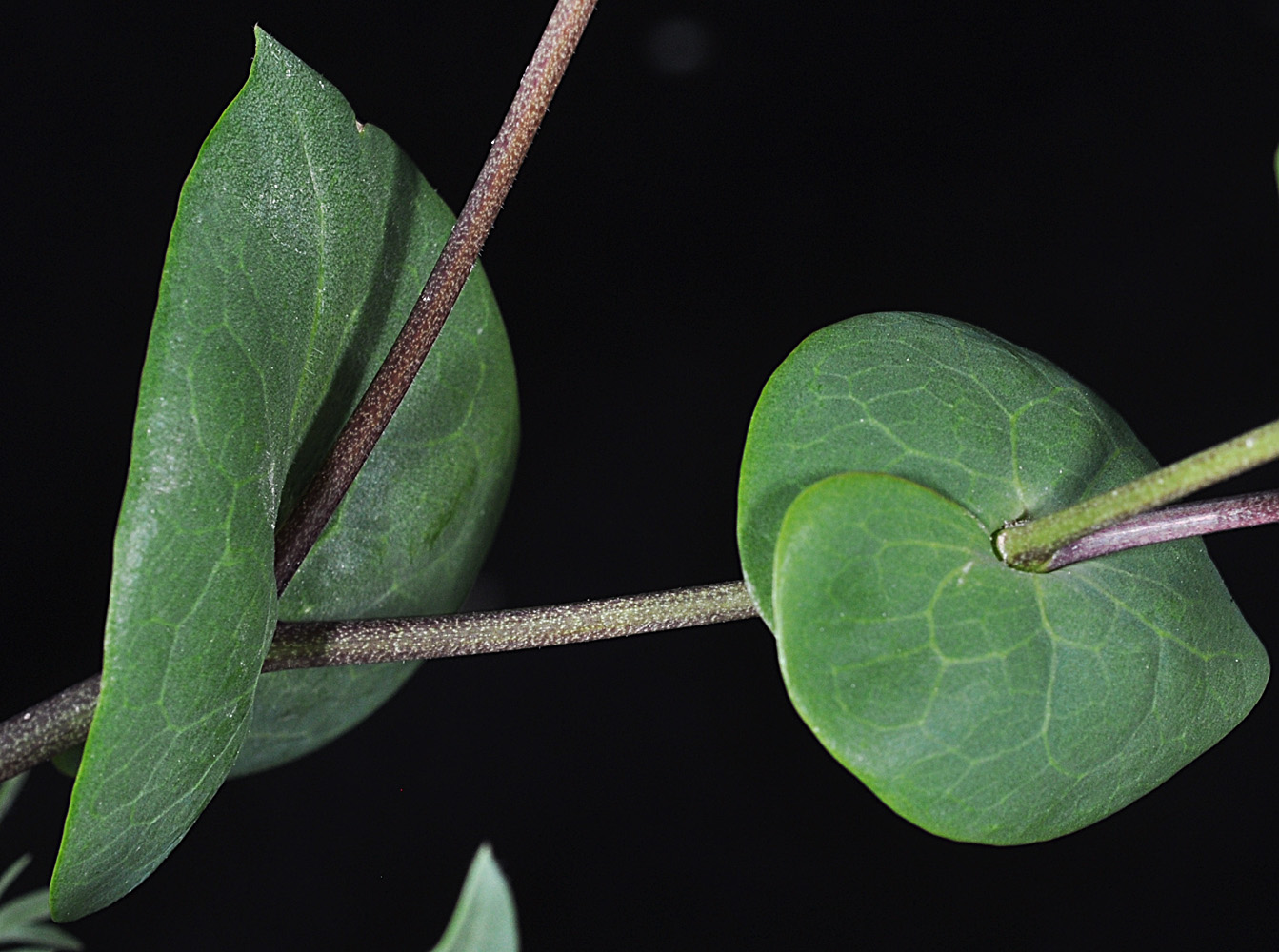 Flora of Eastern Washington Image: Lepidium perfoliatum