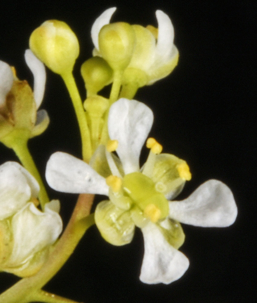 Flora of Eastern Washington Image: Lepidium virginicum