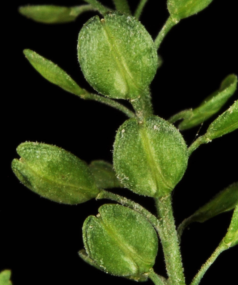 Flora of Eastern Washington Image: Lepidium virginicum