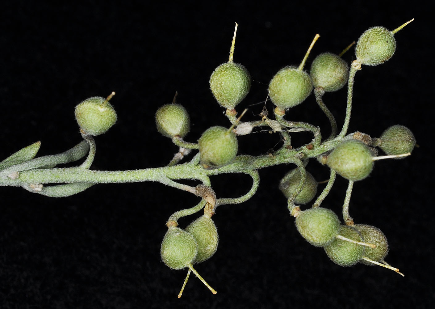 Flora of Eastern Washington Image: Physaria douglasii