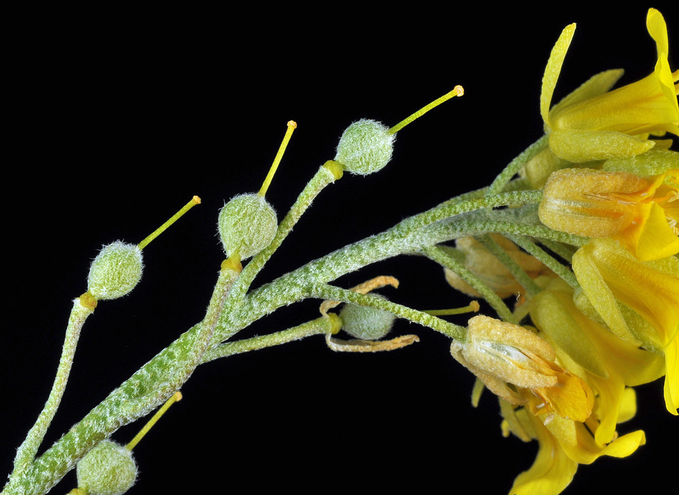 Flora of Eastern Washington Image: Physaria douglasii