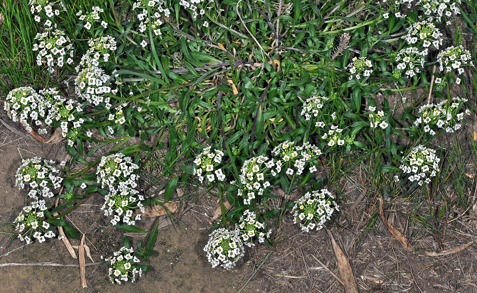 Flora of Eastern Washington Image: Lobularia maritima
