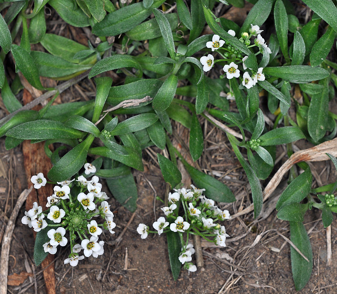 Flora of Eastern Washington Image: Lobularia maritima