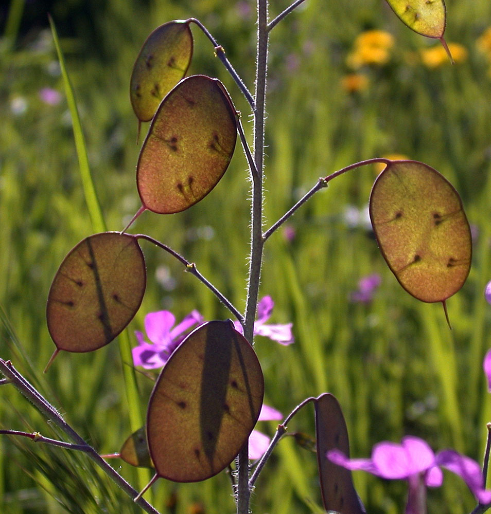 Flora of Eastern Washington Image: Lunaria annua