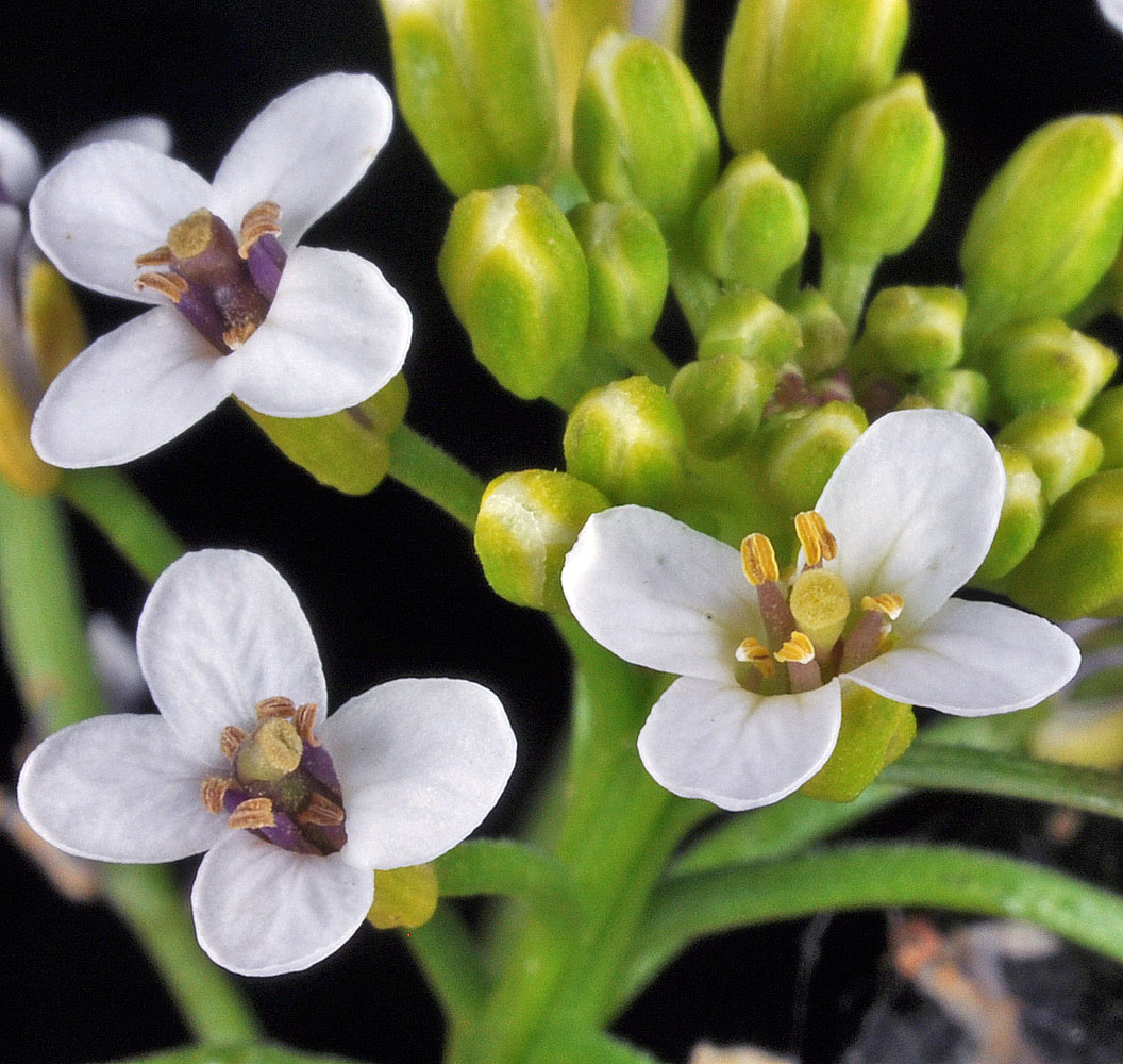 Flora of Eastern Washington Image: Nasturtium microphyllum