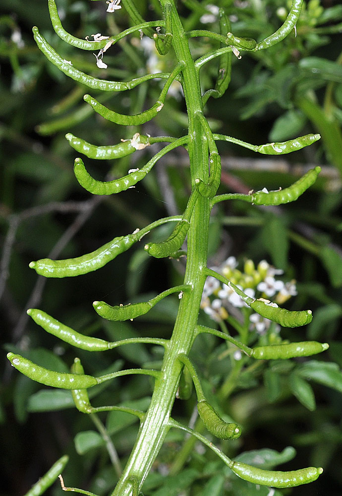 Flora of Eastern Washington Image: Rorippa microphylla