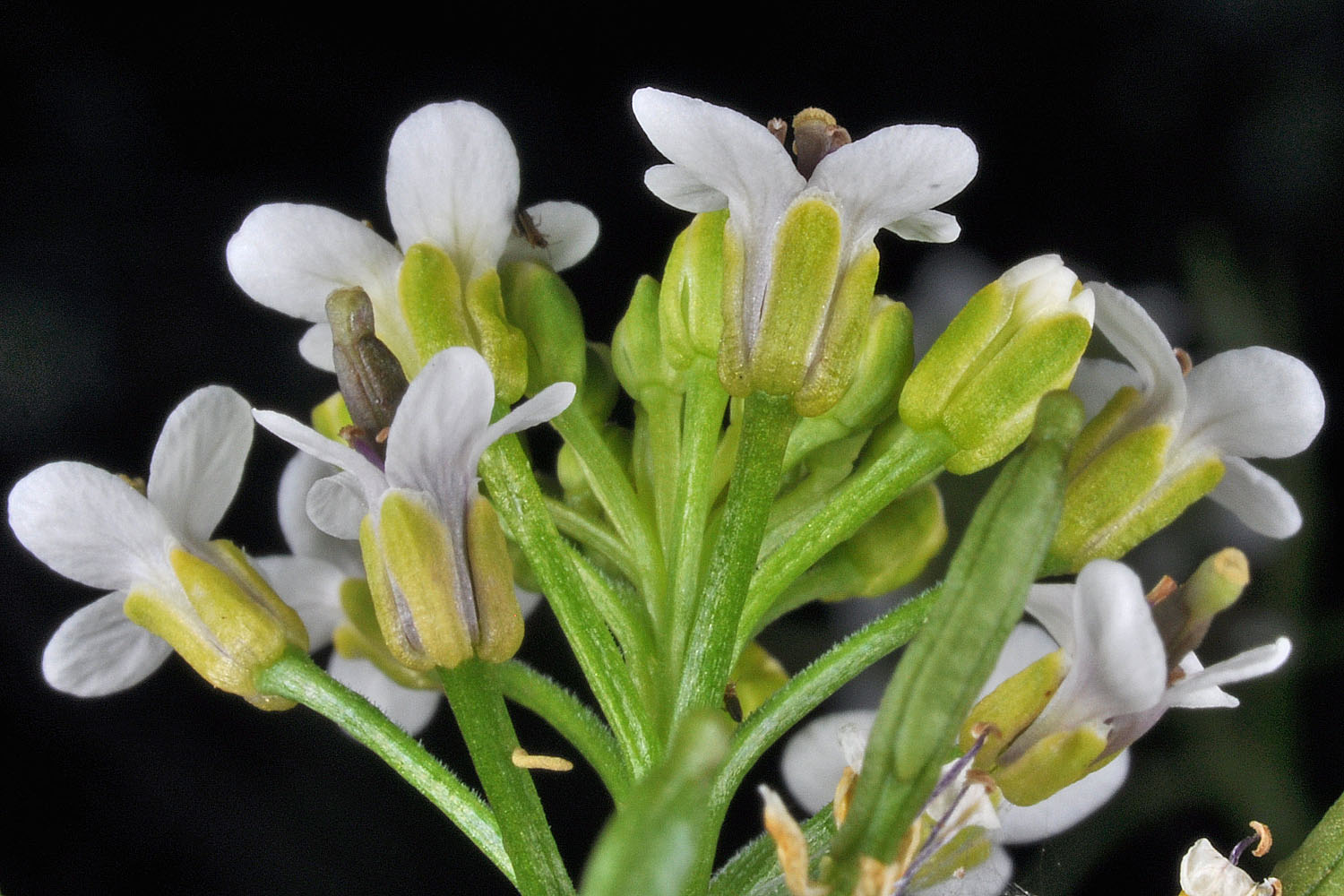 Flora of Eastern Washington Image: Rorippa microphylla