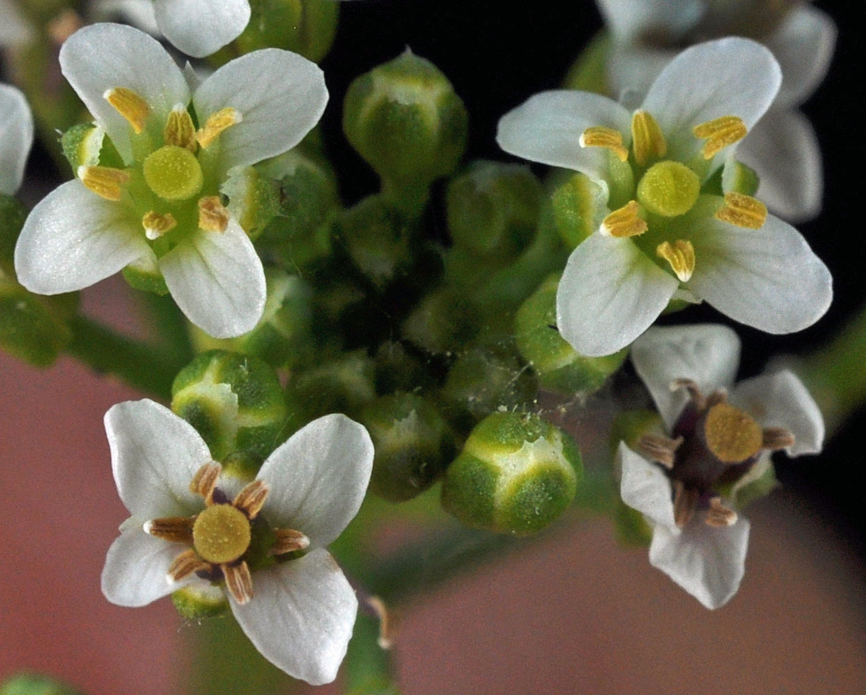Flora of Eastern Washington Image: Nasturtium officinale