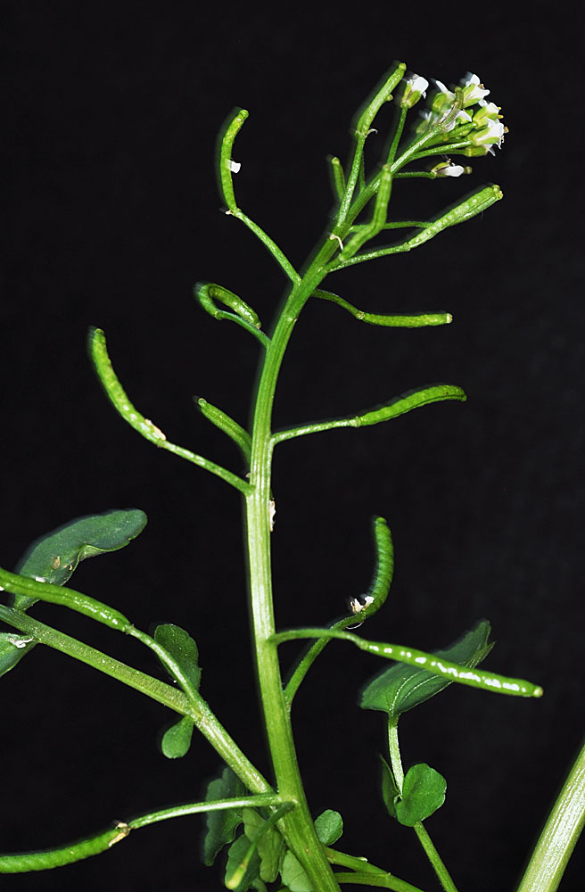 Flora of Eastern Washington Image: Nasturtium microphyllum