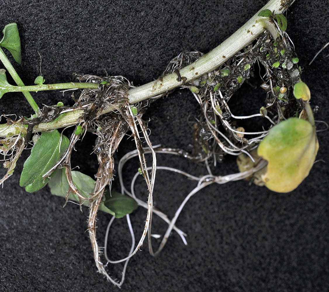 Flora of Eastern Washington Image: Nasturtium officinale