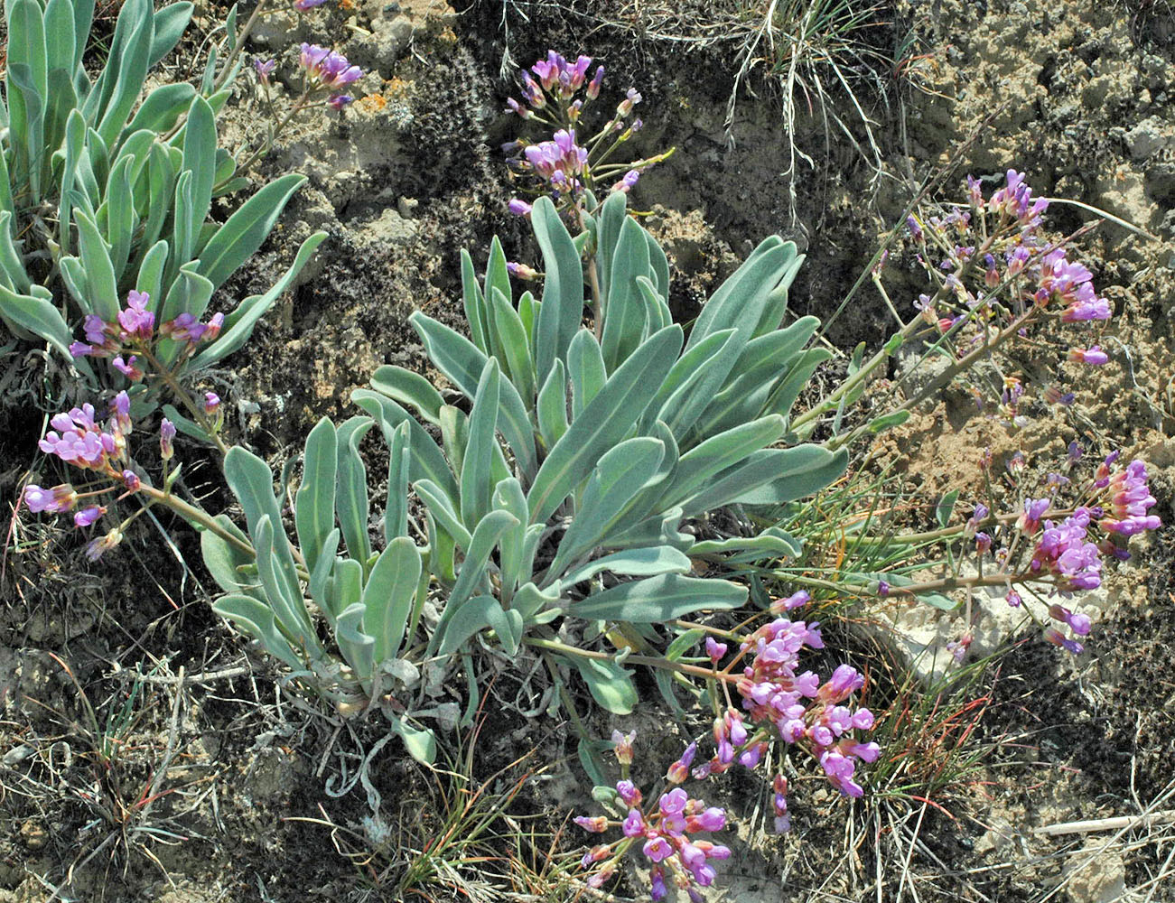Flora of Eastern Washington Image: Phoenicaulis cheiranthoides