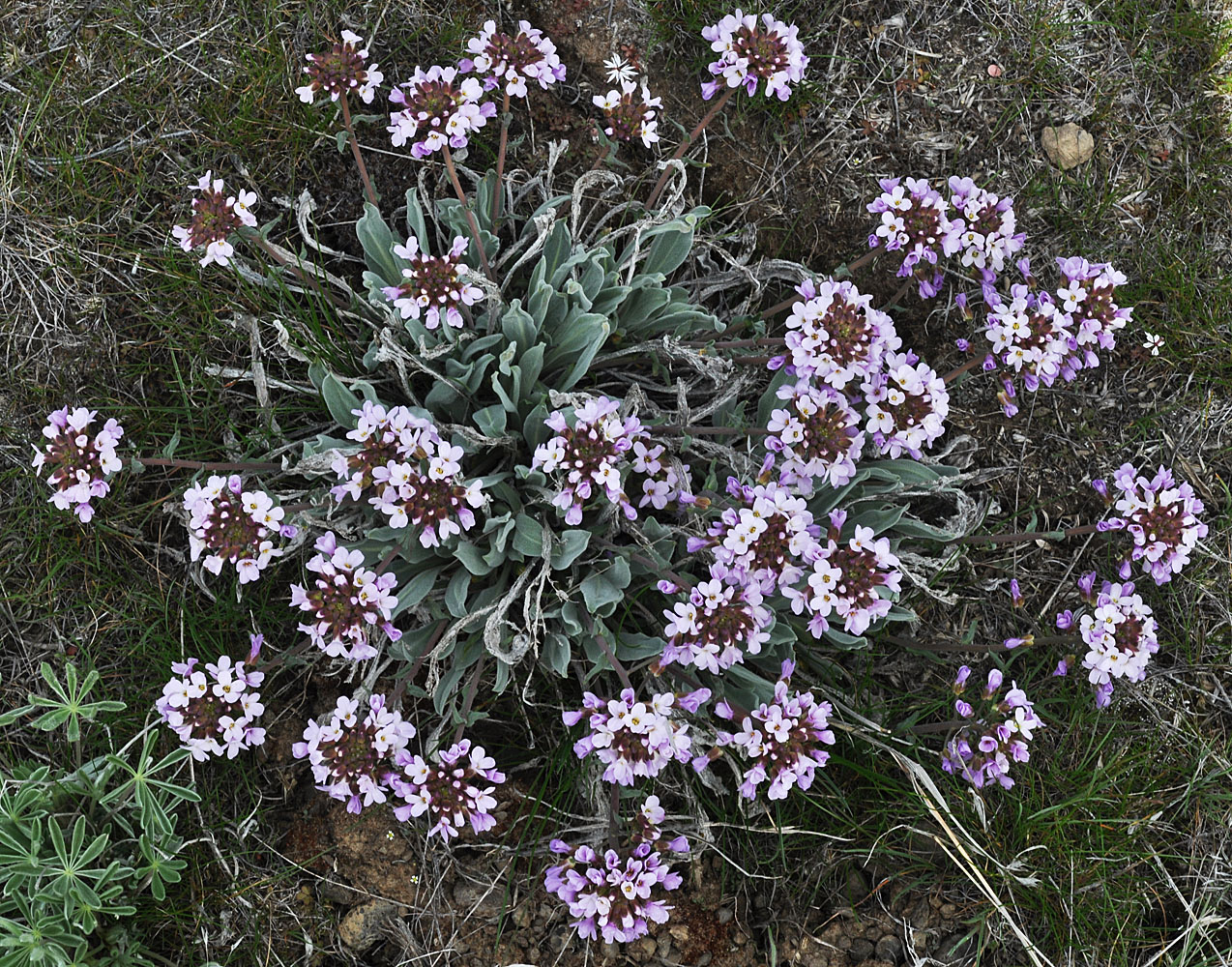 Flora of Eastern Washington Image: Phoenicaulis cheiranthoides