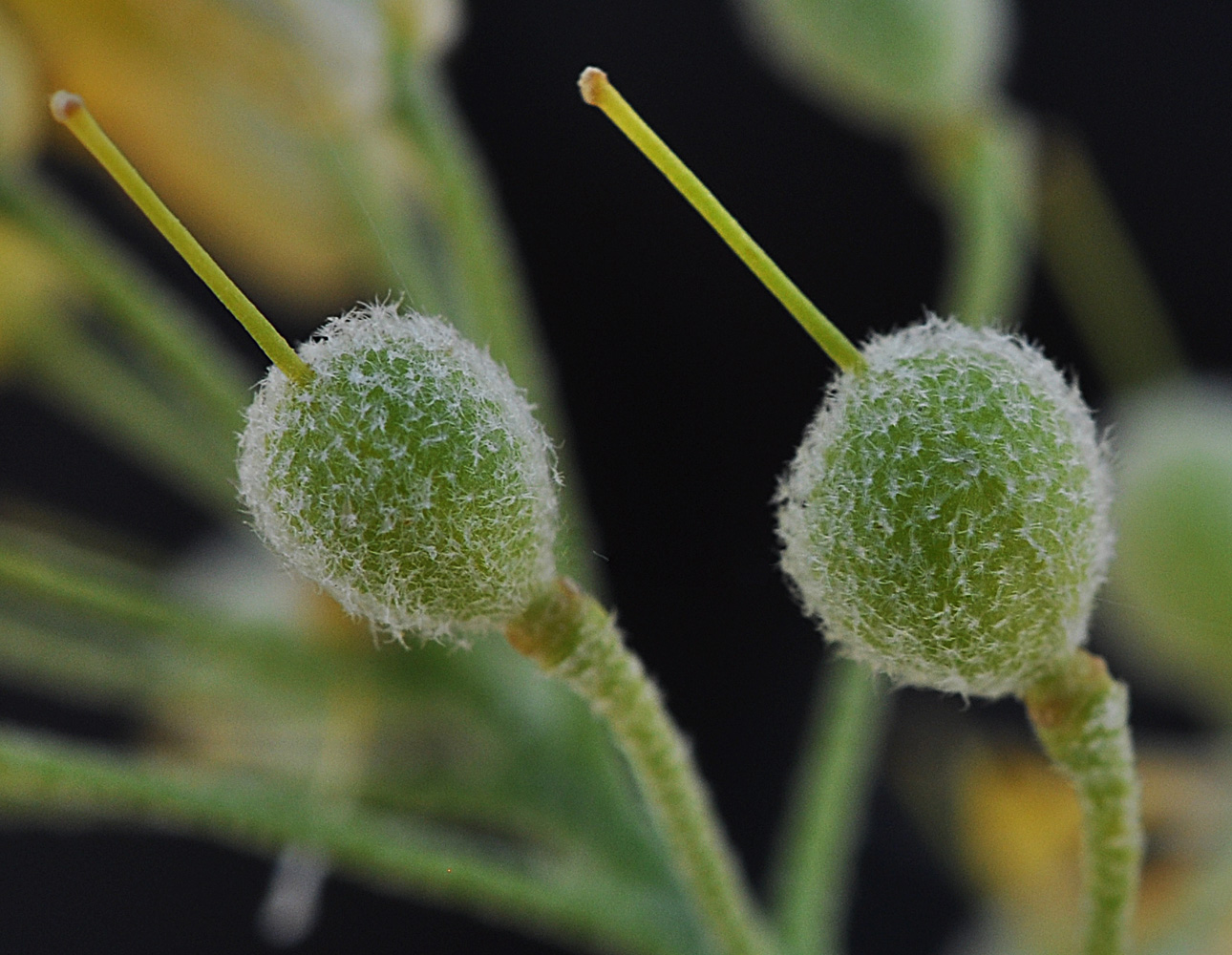 Flora of Eastern Washington Image: Physaria douglasii tuplashensis