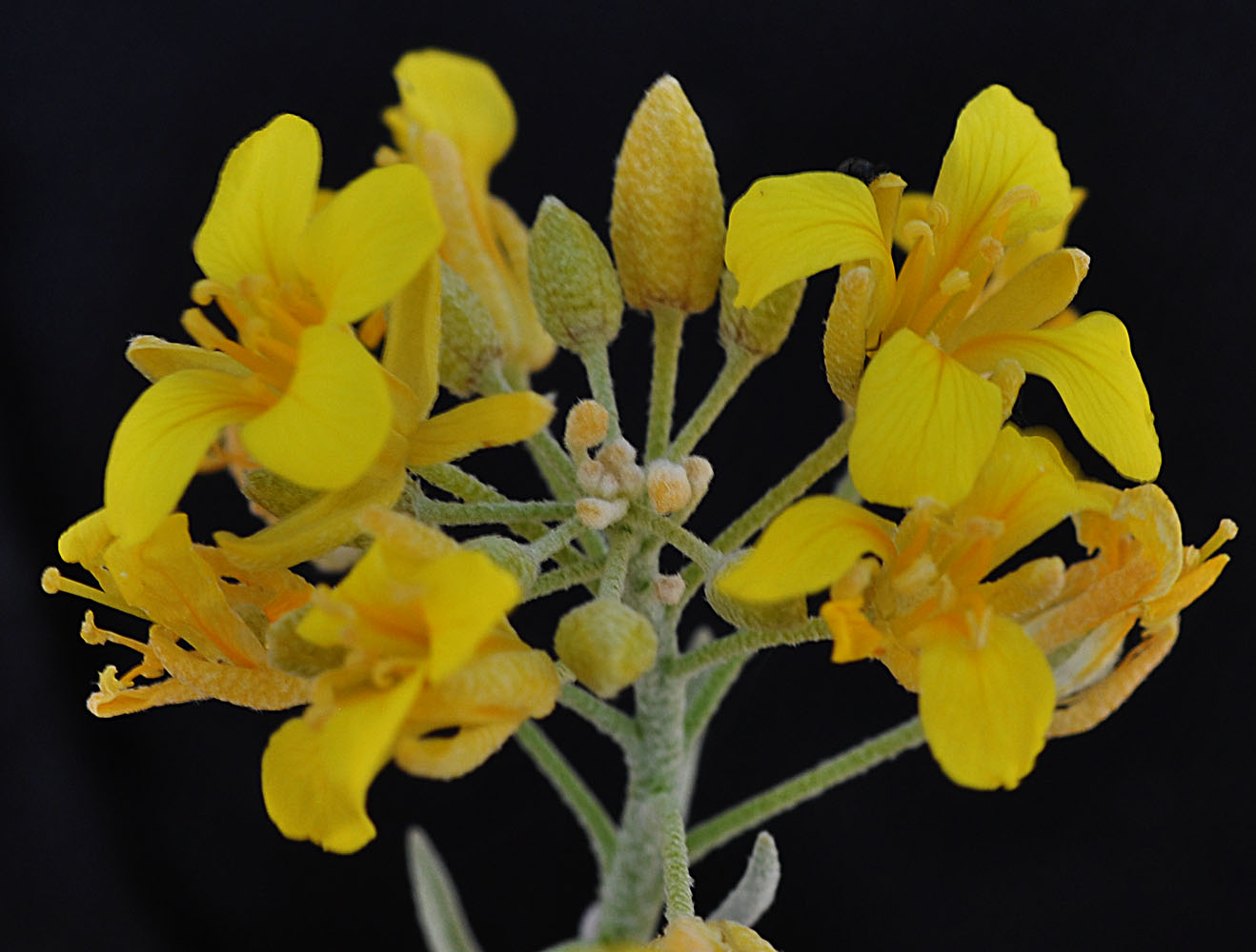 Flora of Eastern Washington Image: Physaria douglasii tuplashensis