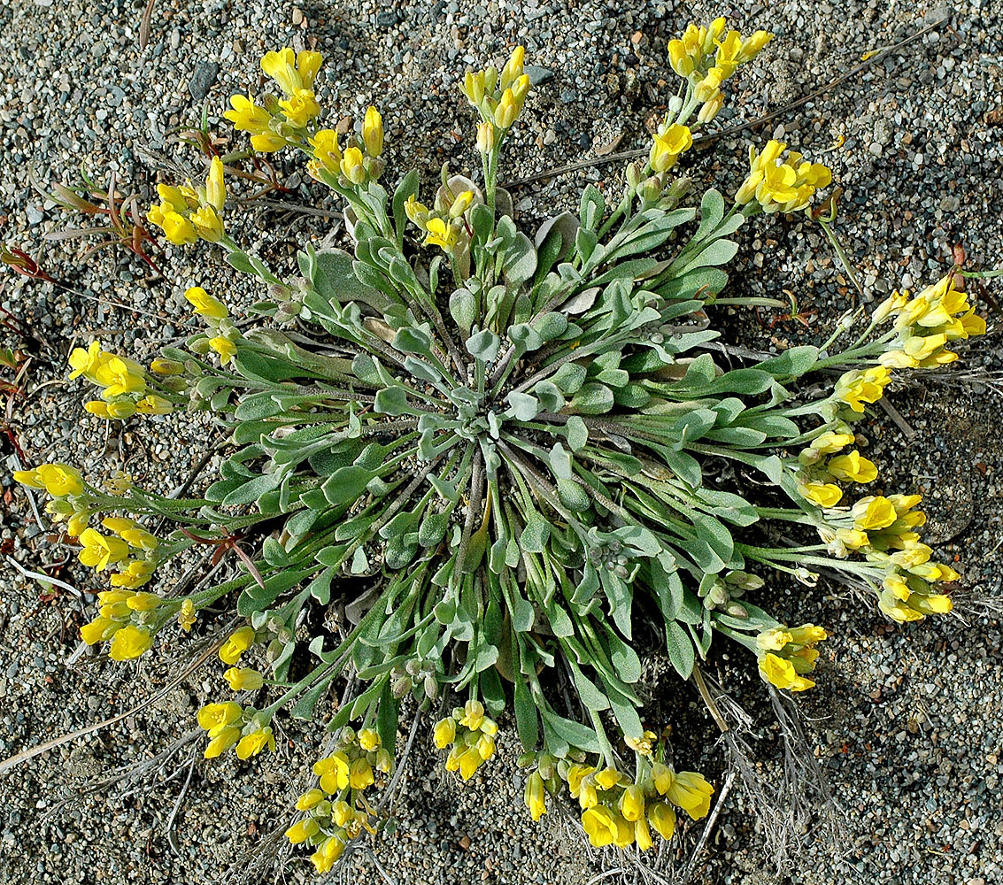 Flora of Eastern Washington Image: Physaria geyeri