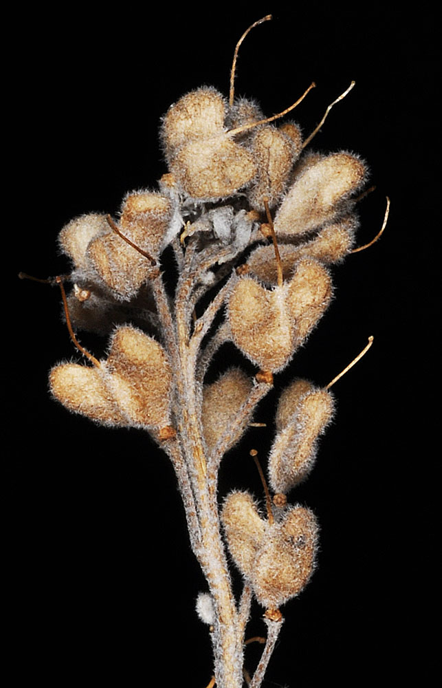 Flora of Eastern Washington Image: Physaria geyeri