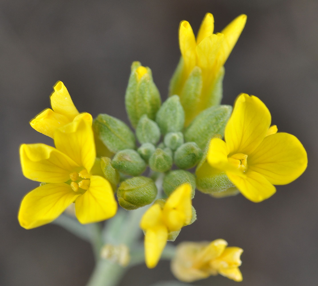 Flora of Eastern Washington Image: Physaria oregana