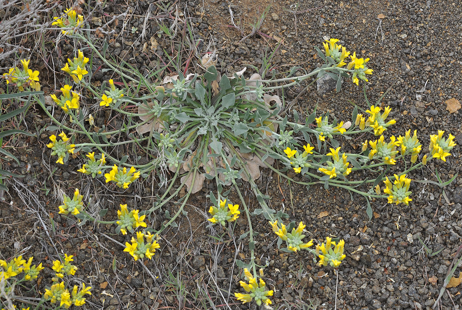 Flora of Eastern Washington Image: Physaria oregana