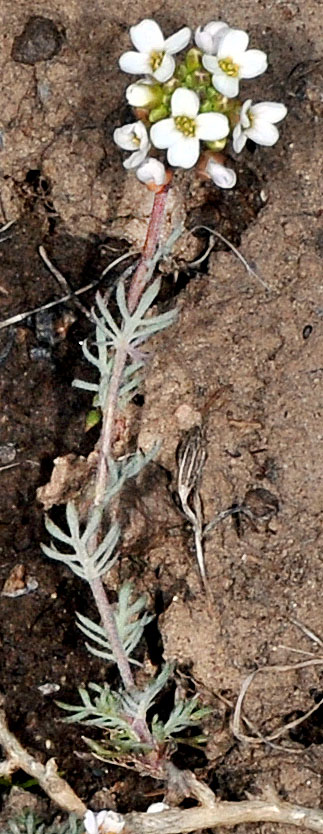 Flora of Eastern Washington Image: Polyctenium fremontii