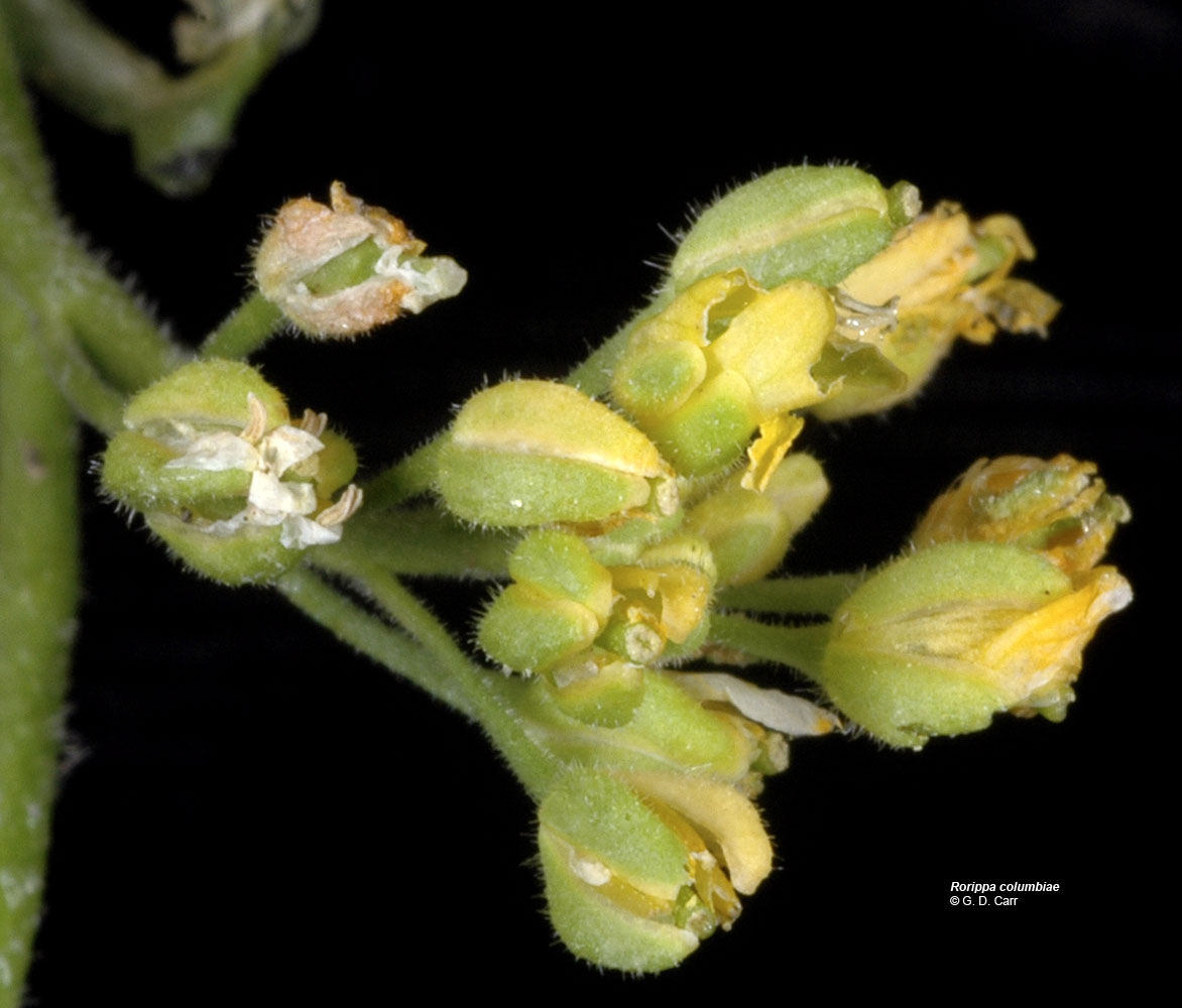 Flora of Eastern Washington Image: Rorippa columbiae