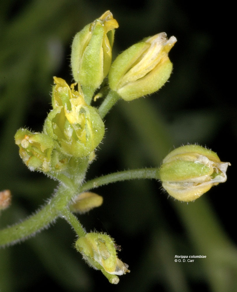 Flora of Eastern Washington Image: Rorippa columbiae