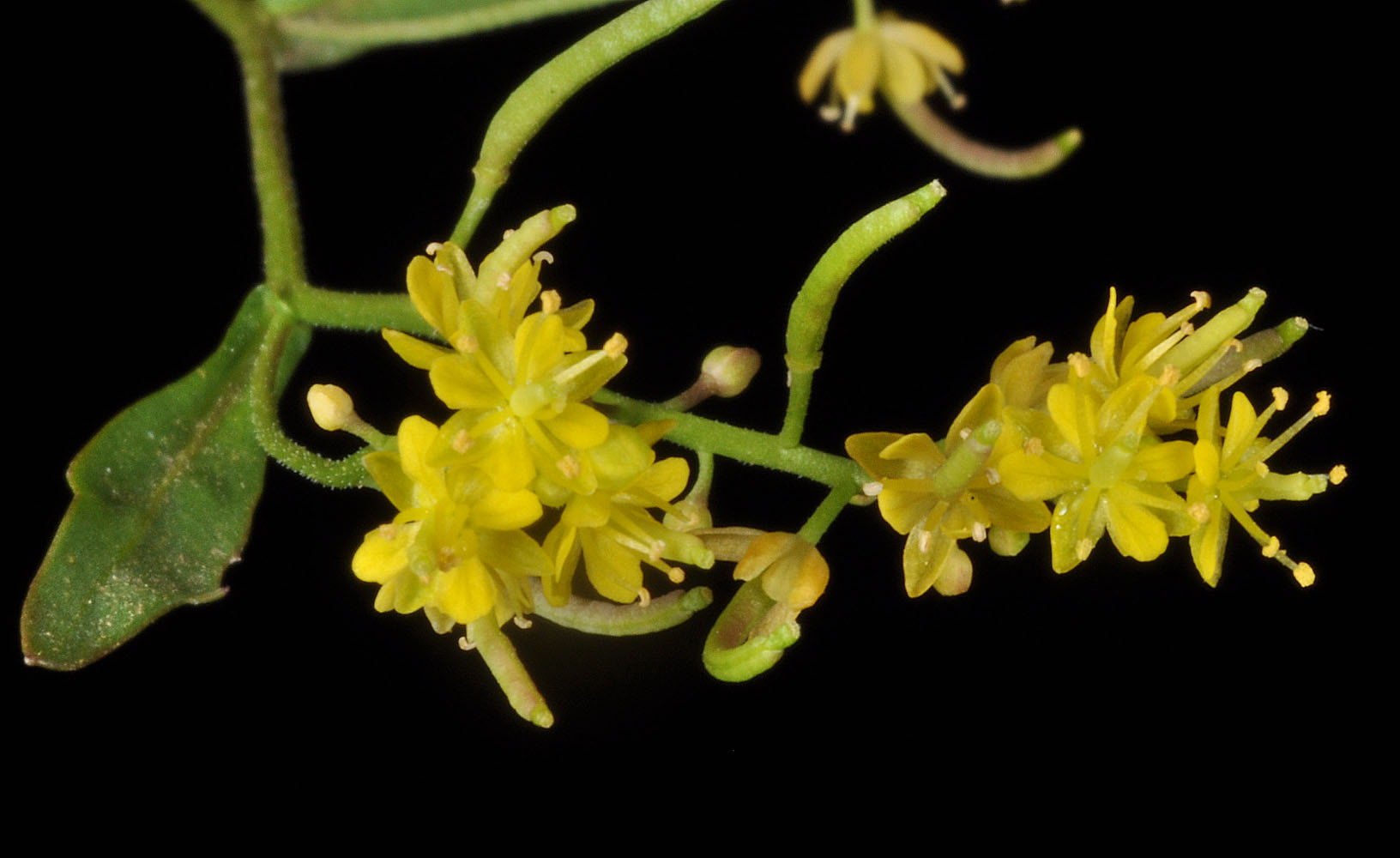 Flora of Eastern Washington Image: Rorippa curvisiliqua