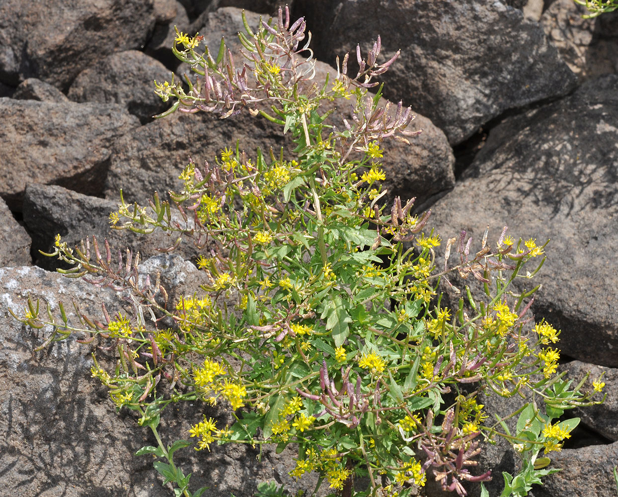 Flora of Eastern Washington Image: Rorippa curvisiliqua