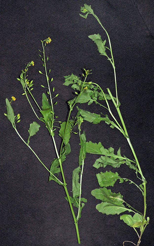 Flora of Eastern Washington Image: Rorippa palustris