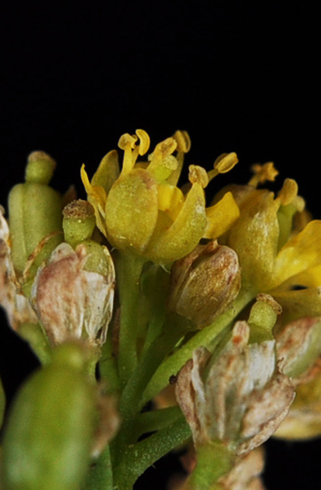 Flora of Eastern Washington Image: Rorippa palustris