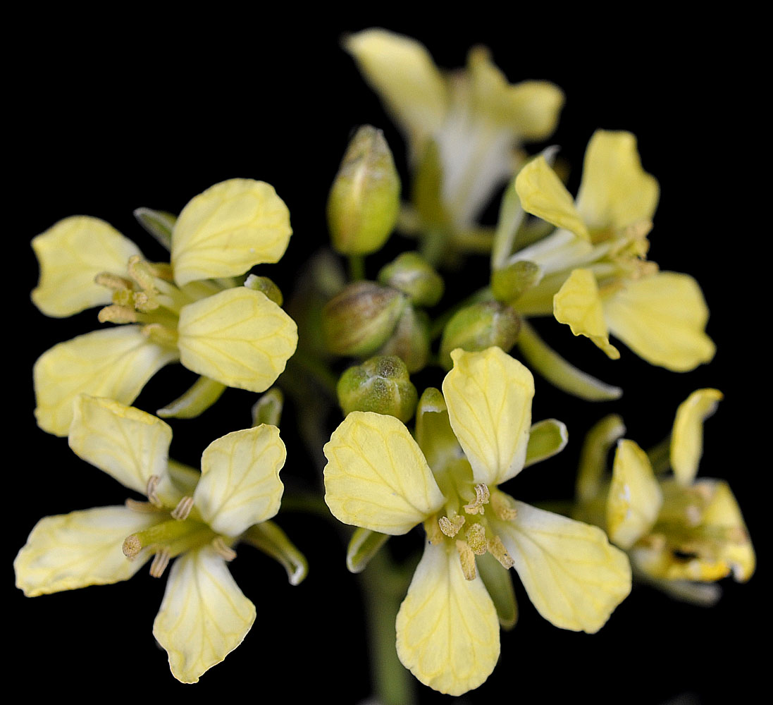 Flora of Eastern Washington Image: Sisymbrium altissimum