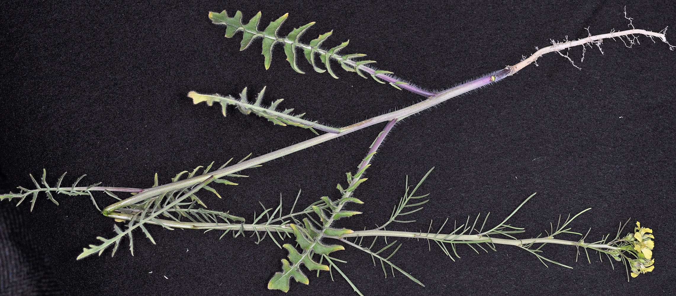 Flora of Eastern Washington Image: Sisymbrium altissimum