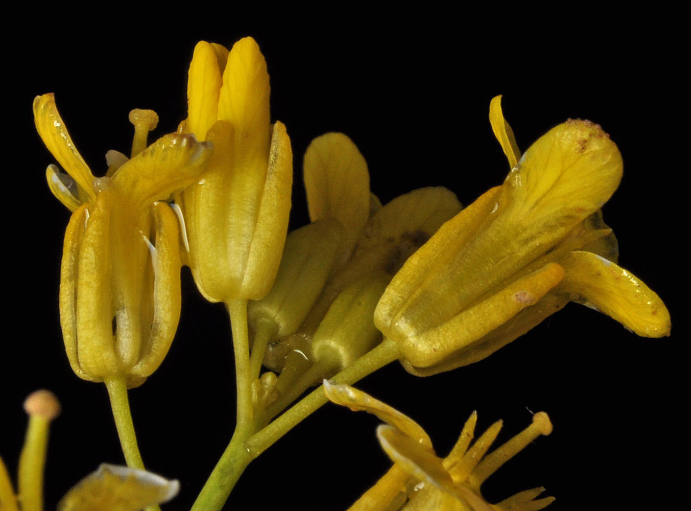 Flora of Eastern Washington Image: Sisymbrium linifolium