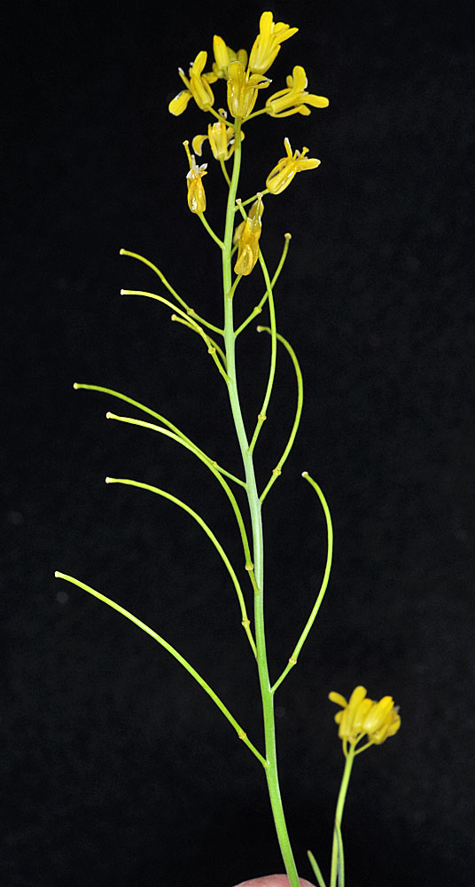 Flora of Eastern Washington Image: Sisymbrium linifolium