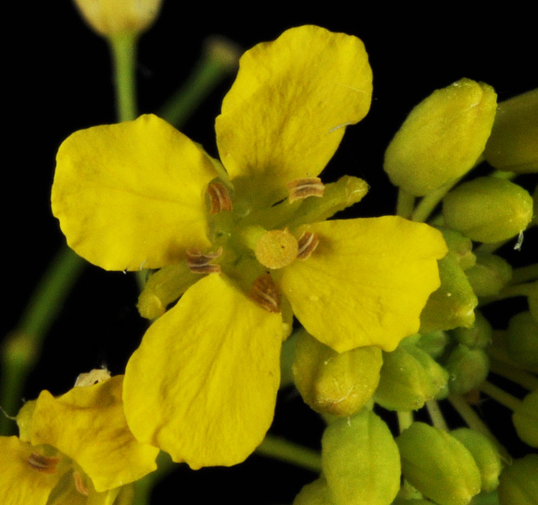 Flora of Eastern Washington Image: Sisymbrium loeselii